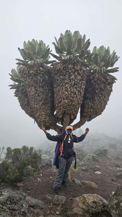 #1. Best Kilimanjaro Day hike Tour-Machame Route-ISMANI - Who should book this hike