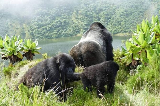 1 Day Rwanda Gorilla Trekking Tour In The Volcanoes National Park - The 4:30 am pickup from Kigali