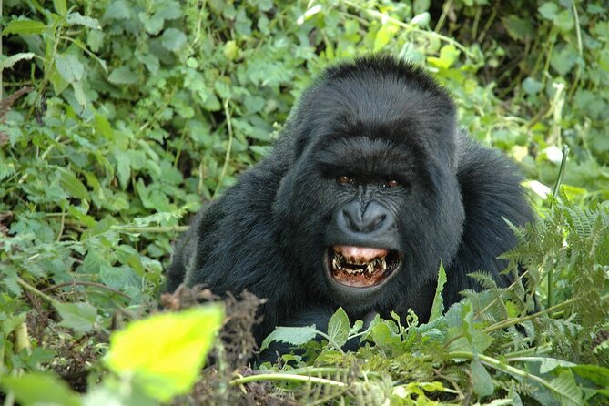 1 Day Rwanda Gorilla Trekking Tour In The Volcanoes National Park - What the private guide adds