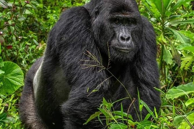 1 Day Rwanda Gorilla Trekking Tour In The Volcanoes National Park - Is $360 a fair price?