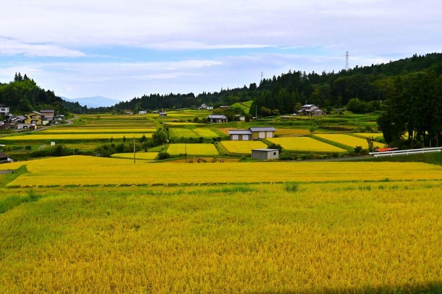 1-Day Tour from Nagoya: Hiking the Historic Nakasendo Trail - Why the Nakasendo Trail Is Worth a Day from Nagoya