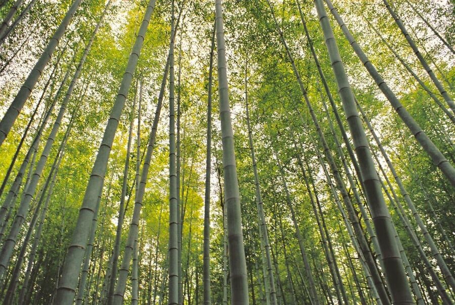 1-Day Tour from Nagoya: Hiking the Historic Nakasendo Trail - Magome: A More Active Finish