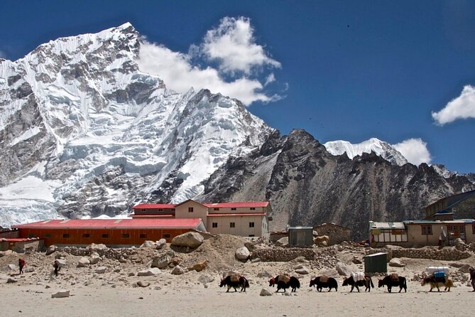 12 Days Everest Base Camp Trek - Day 5: Through rhododendron forest to Dingboche