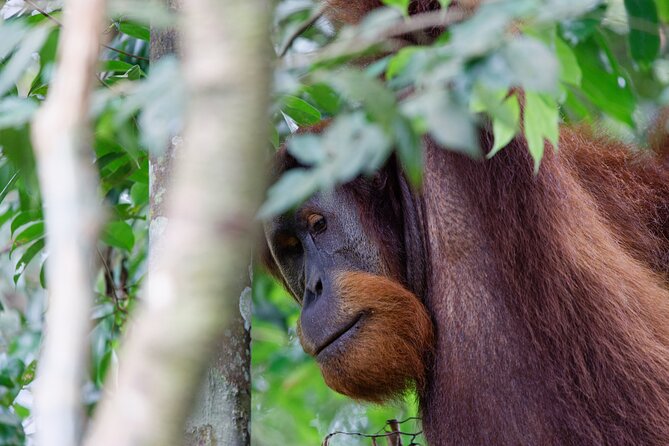 2 Days 1 Night Ethical Jungle Trekking - Day two: plants, forest lessons, and the route back