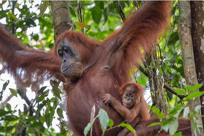 2 Days 1 Night Ethical Jungle Trekking - How hard is the trek?