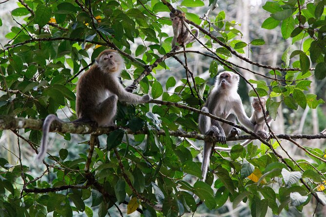 2 Days 1 Night Ethical Jungle Trekking - Group size, pickup, and meeting point