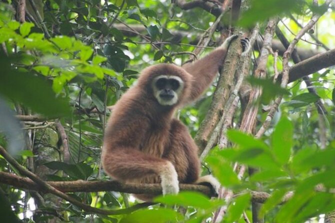 2 Days 1 Night Ethical Jungle Trekking - Looking for orangutans without a staged show