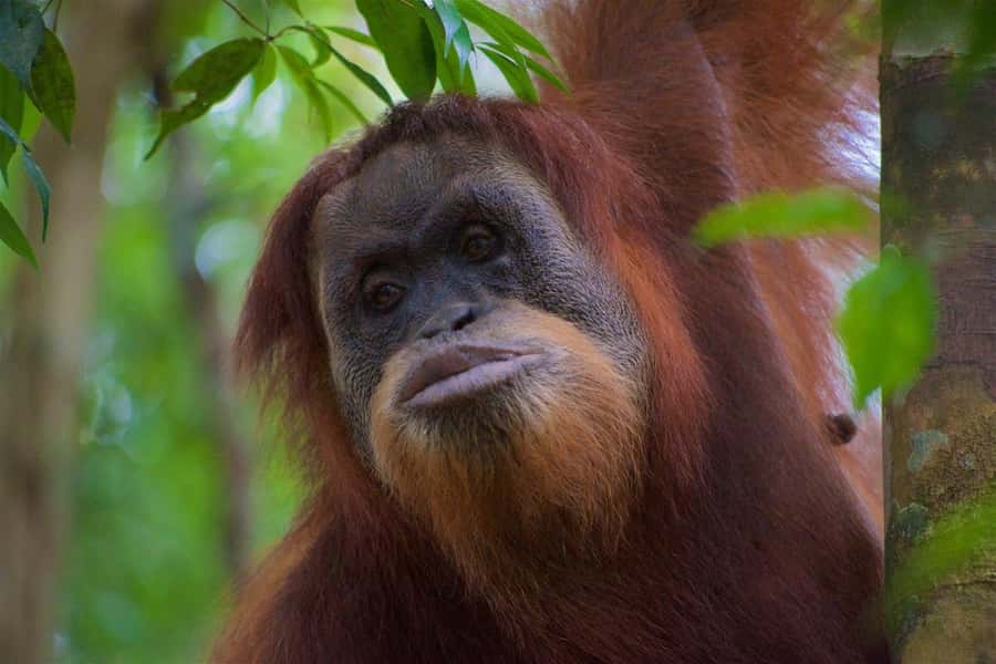 2 Days 1 Night Orangutan Trek Bukit Lawang - Starting at 9 am in Gunung Leuser National Park