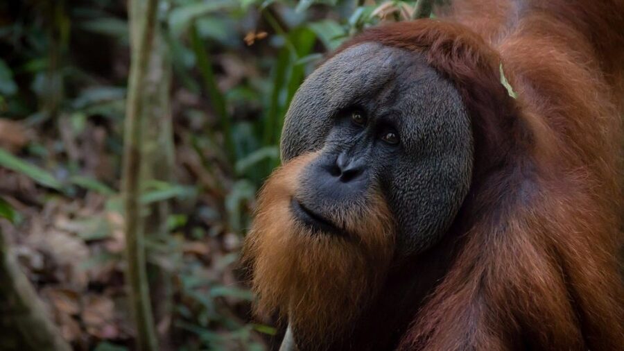 2 Days 1 Night Orangutan Trek Bukit Lawang - Who will enjoy this trek most?