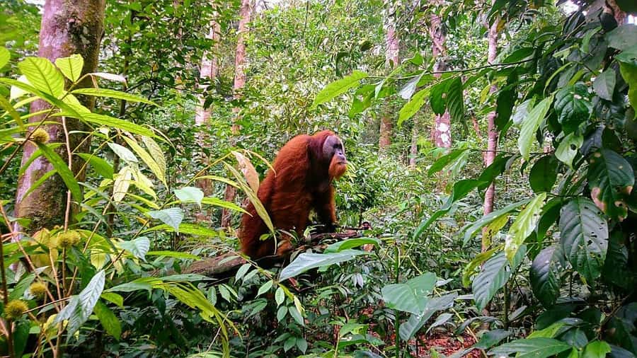 2 Days 1 Night Orangutan Trek Bukit Lawang - Looking for orangutans without a promise