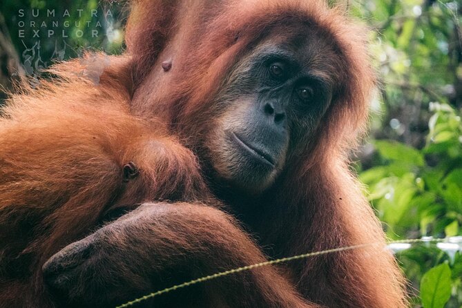 2 Days and 1 Night Ethical Jungle Trek - Five things to know before you book