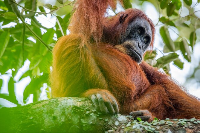 3-Day Ethical Orangutan Jungle Trek | Bukit Lawang, Sumatra - Key points to know before booking
