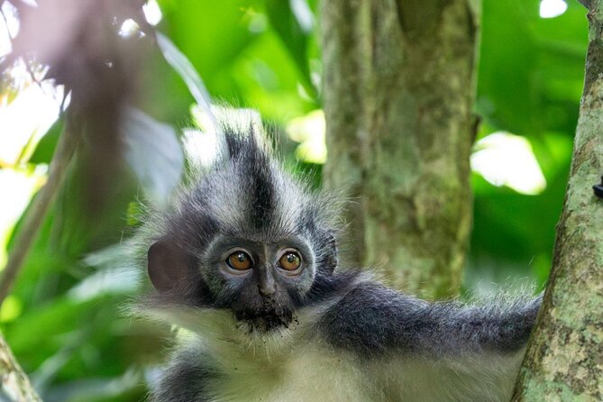 3-Day Ethical Orangutan Jungle Trek | Bukit Lawang, Sumatra - What the three-day trek is really about