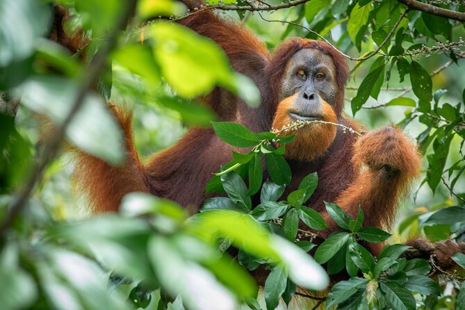 3-Day Ethical Orangutan Jungle Trek | Bukit Lawang, Sumatra - Two nights at basic jungle camps