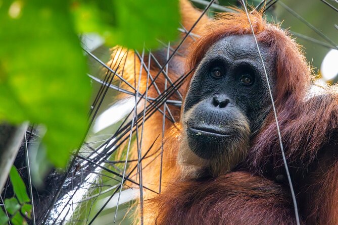 3-Day Ethical Orangutan Jungle Trek | Bukit Lawang, Sumatra - Looking for orangutans in changing weather
