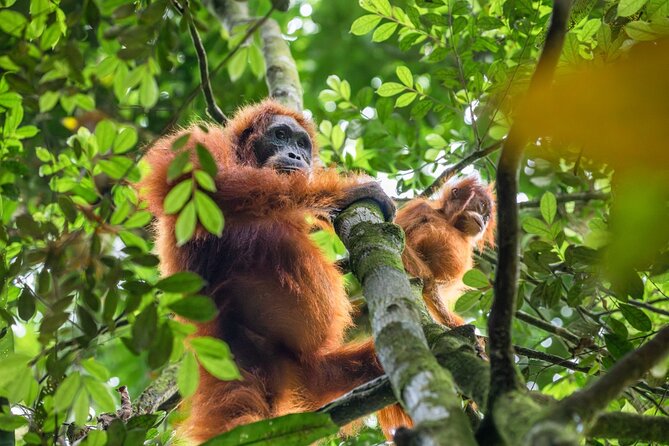 3-Day Ethical Orangutan Jungle Trek | Bukit Lawang, Sumatra - Group size, guides, and the ethical angle