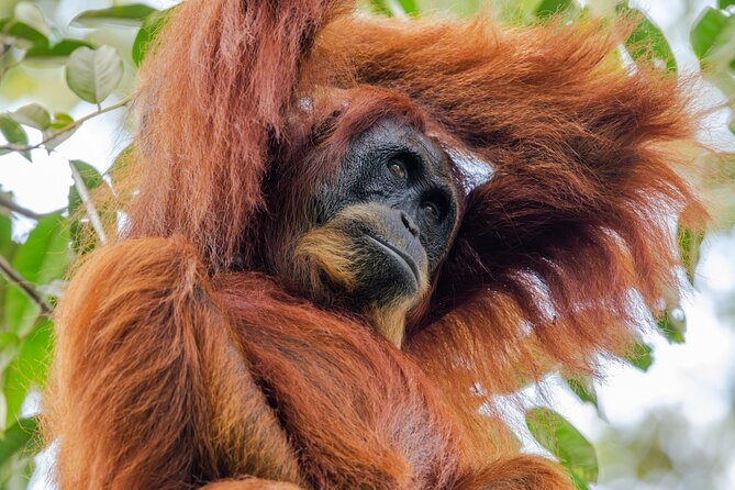 3-Day Ethical Orangutan Jungle Trek | Bukit Lawang, Sumatra - Entering Gunung Leuser National Park