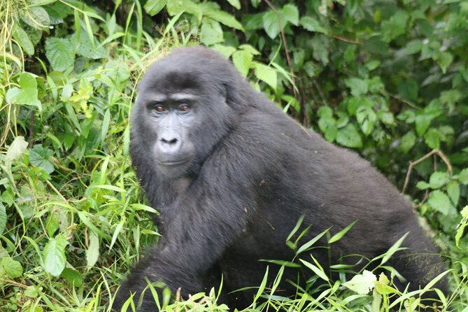 3 Day Gorilla Trek at Bwindi National Park via Kigali - Why the Kigali route makes sense