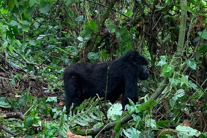 3 Day Gorilla Trek at Bwindi National Park via Kigali - Mgahinga as a possible change of plan