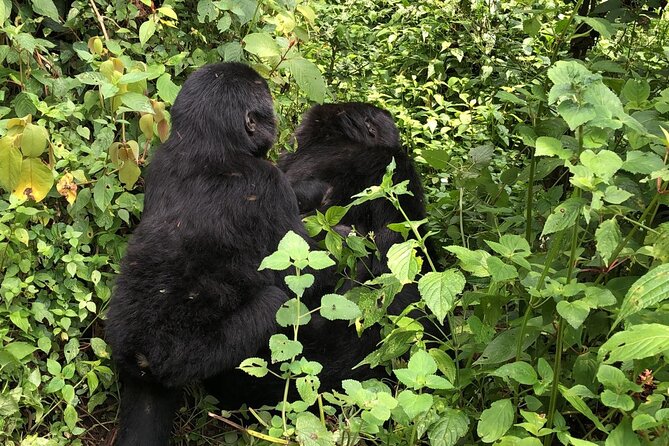 3 Day Gorilla Trek at Bwindi National Park via Kigali - Day 2: The gorilla trek in Bwindi