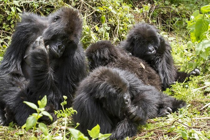 3-Day Tour to Uganda - Gorilla Trekking Bwindi Forest - Key points to know before booking