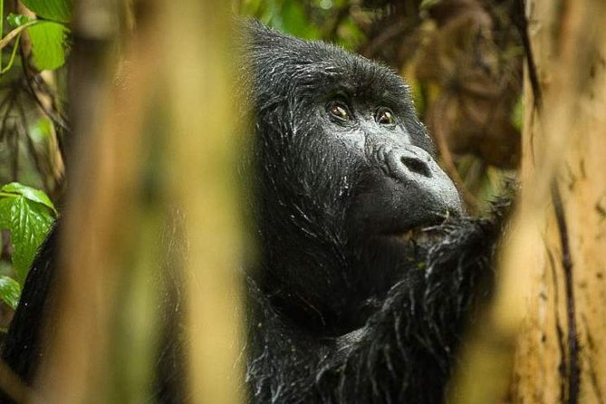 3-Day Tour to Uganda - Gorilla Trekking Bwindi Forest - What this three-day Uganda trip really includes