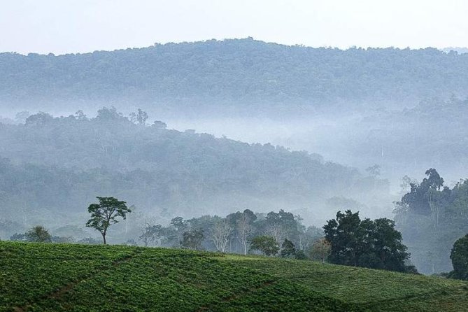 3-Day Tour to Uganda - Gorilla Trekking Bwindi Forest - Day two: walking into Bwindi Impenetrable National Park
