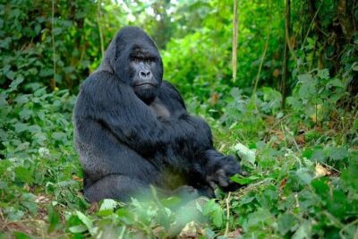 3 Days gorilla trekking Safari tour in Uganda