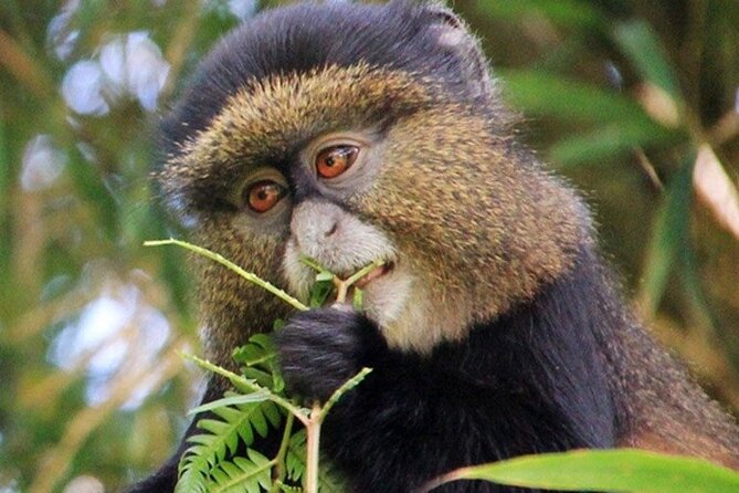 3 Days gorilla trekking Safari tour in Uganda - Day 3: The long return to Entebbe