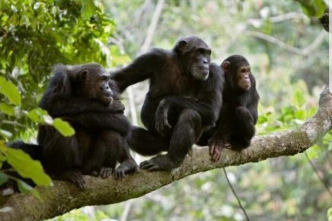 3 Days gorilla trekking Safari tour in Uganda - The private 4x4 and guide make a real difference