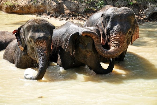 3-in-1: Doi Inthanon Tour, Elephant Sanctuary, and Trekking Trail - Living Green Foundation: A Better Elephant Encounter