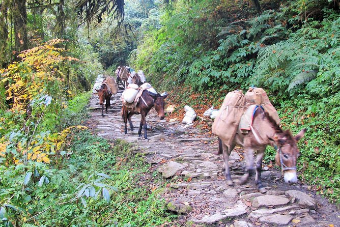 4-Day Private Poon Hill Trekking Tour - Day 3: The long morning at Poon Hill