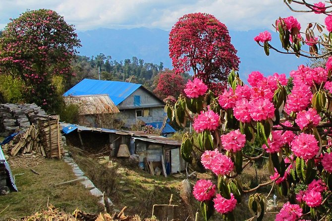 4-Day Private Poon Hill Trekking Tour - What the private guide adds