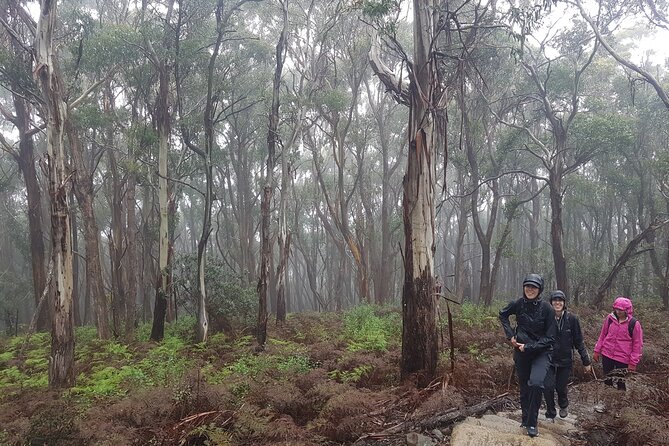 4 Day Wild Tasmania Tour / Wildlife, Nature, Hiking / Inc. Accom - Practical details before you reserve