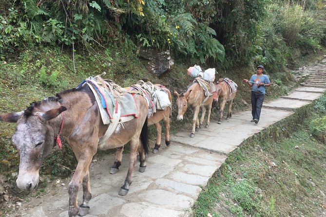 4 Days Poon Hill Trek - Walking through farmland and forest toward Ghorepani