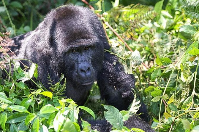 5-Day Pearl of Africa Chimps and Gorilla Trekking Safari - Five details that shape the experience