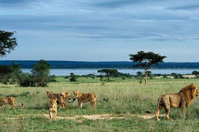 8-Day Murchison Falls, Chimp and Epic Gorilla Trekking Safari - Day 1: Entebbe to Murchison Falls with rhinos at Zziwa