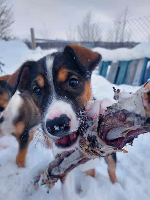 Abisko: Northern Lights Hike with Husky Puppies - What the $142 price includes