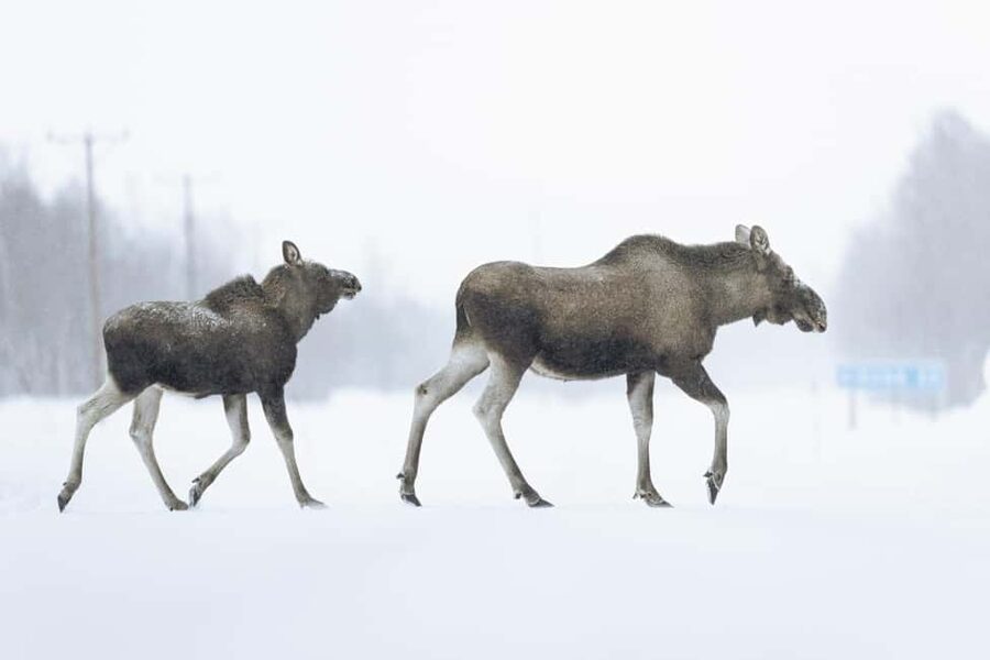 Abisko: Photo Hike with Professional Photographer - Why this Abisko photo walk is different