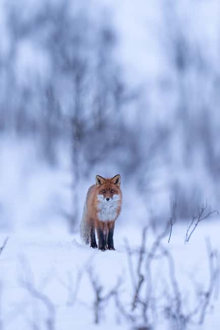 Abisko: Photo Hike with Professional Photographer - Snowshoeing for first-timers