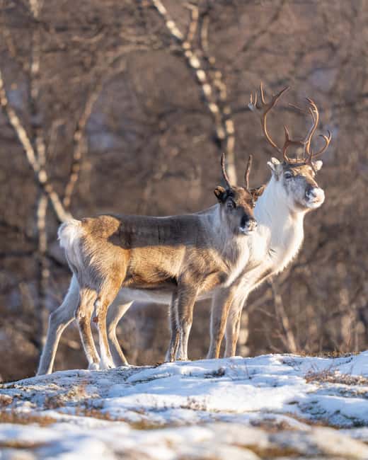 Abisko: Photo Hike with Professional Photographer - Who should book this experience?