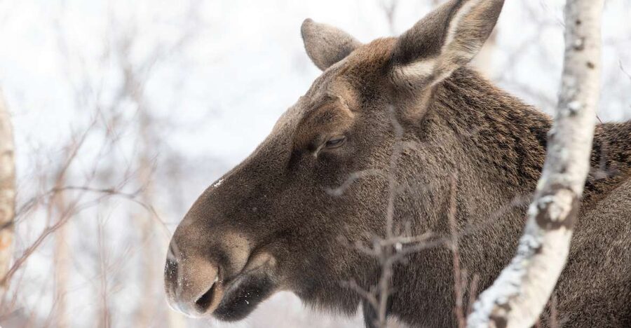 Abisko: Wilderness Snowshoe Hike - Guide quality and the small-group feel