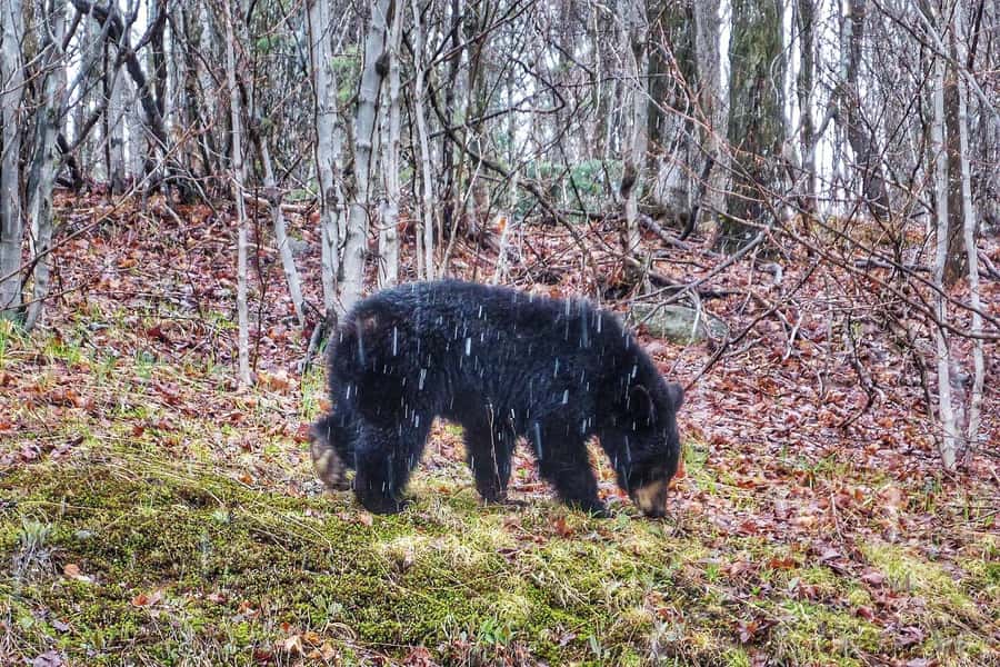 Algonquin Park Hiking: Adventure Tour from Toronto - Should You Book the Algonquin Hiking Tour?