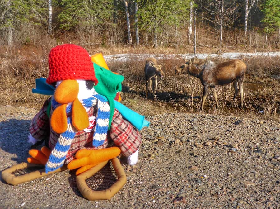 Algonquin Park Hiking: Adventure Tour from Toronto - Leaving Toronto at 7:00 am