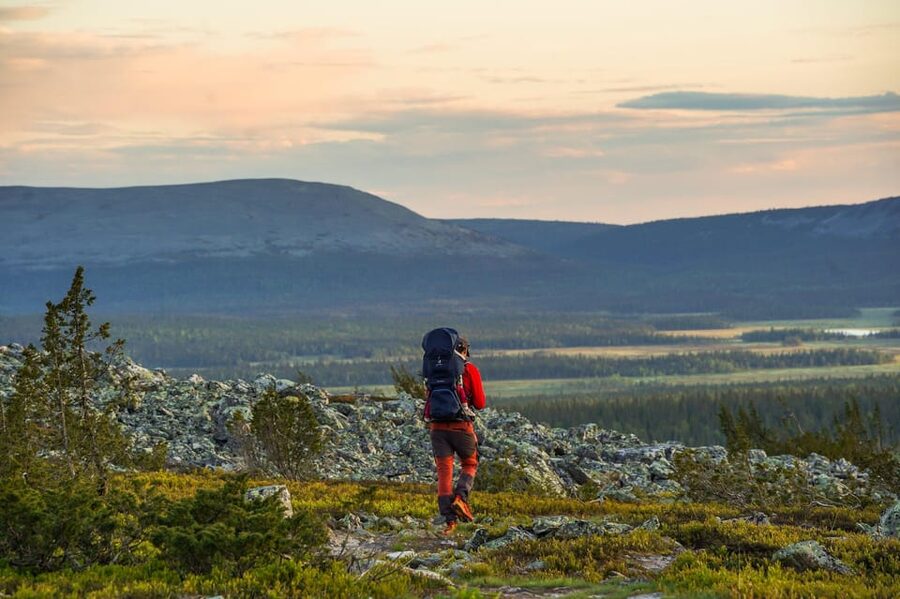 Arctic Wilderness Hike from Rovaniemi (Day & Evening) - Learning how Lapland’s forest works