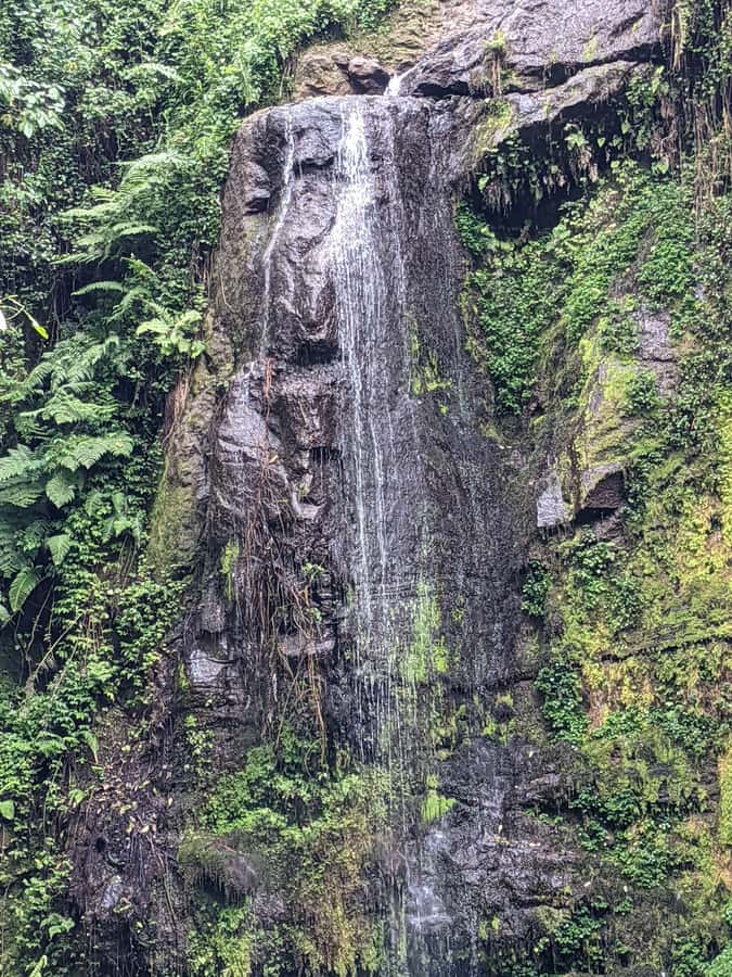 Arusha: Napuru Waterfalls Guided Hike - Entering the forest near Mount Meru