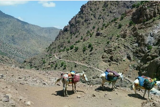 Atlas Valleys & Mount Toubkal Private 3 Days Trek From Marrakech - Is $255.52 a good value?