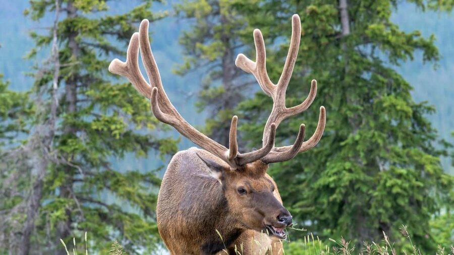 Banff/Canmore Moraine Lake & Lake Louise-Hike/Canoe/Sightsee - Wildlife viewing adds interest between the lakes