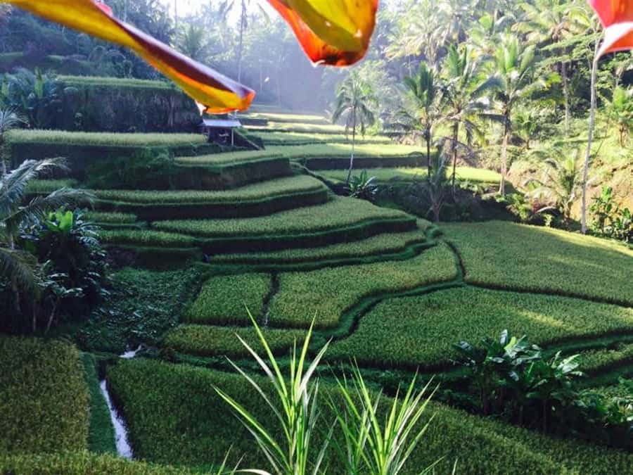 Banyumala Waterfall Trek, Bedugul and Lake Beratan Tour - Why this 10-hour route works