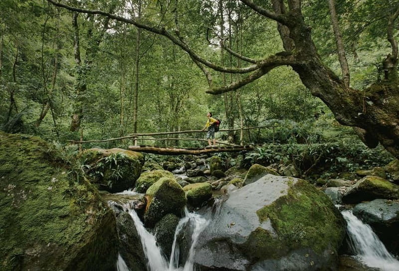 Batumi to Mtirala National park - Half day hiking group tour - From Batumi to Mtirala in one afternoon